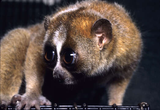 Image of Lesser Slow Loris