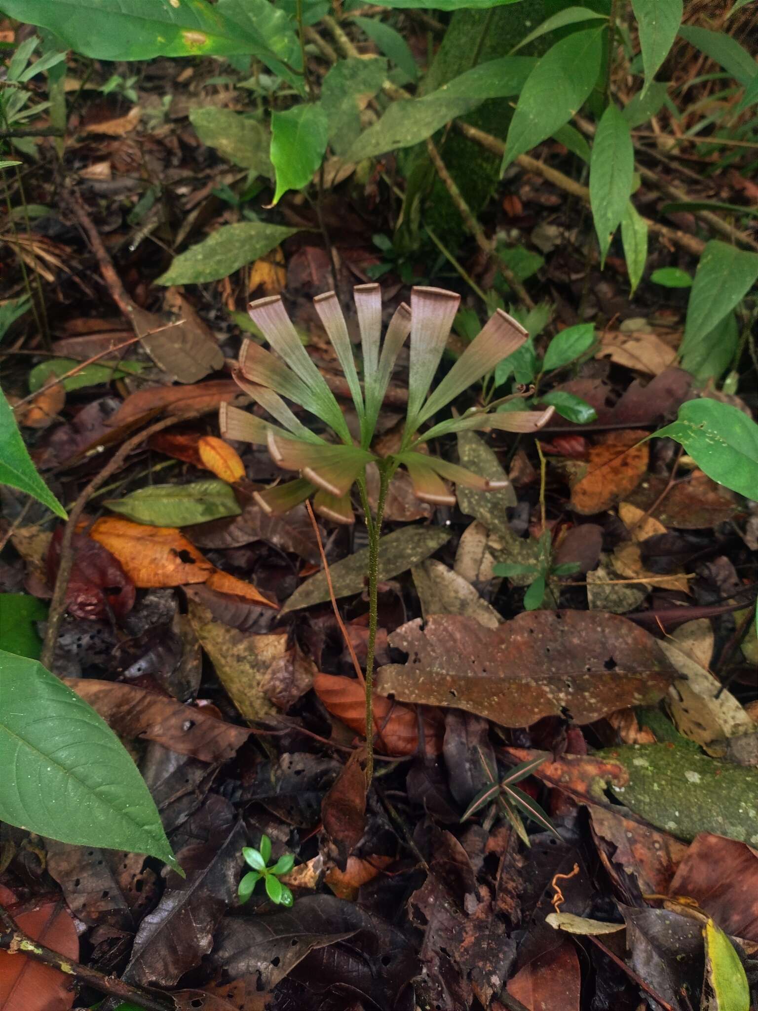 Image of Schizaea elegans (Vahl) Sw.