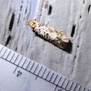 Image of Cresson's Grass-tubeworm Moth
