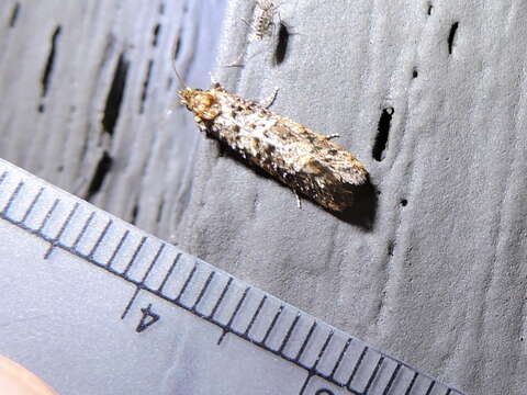 Image of Cresson's Grass-tubeworm Moth