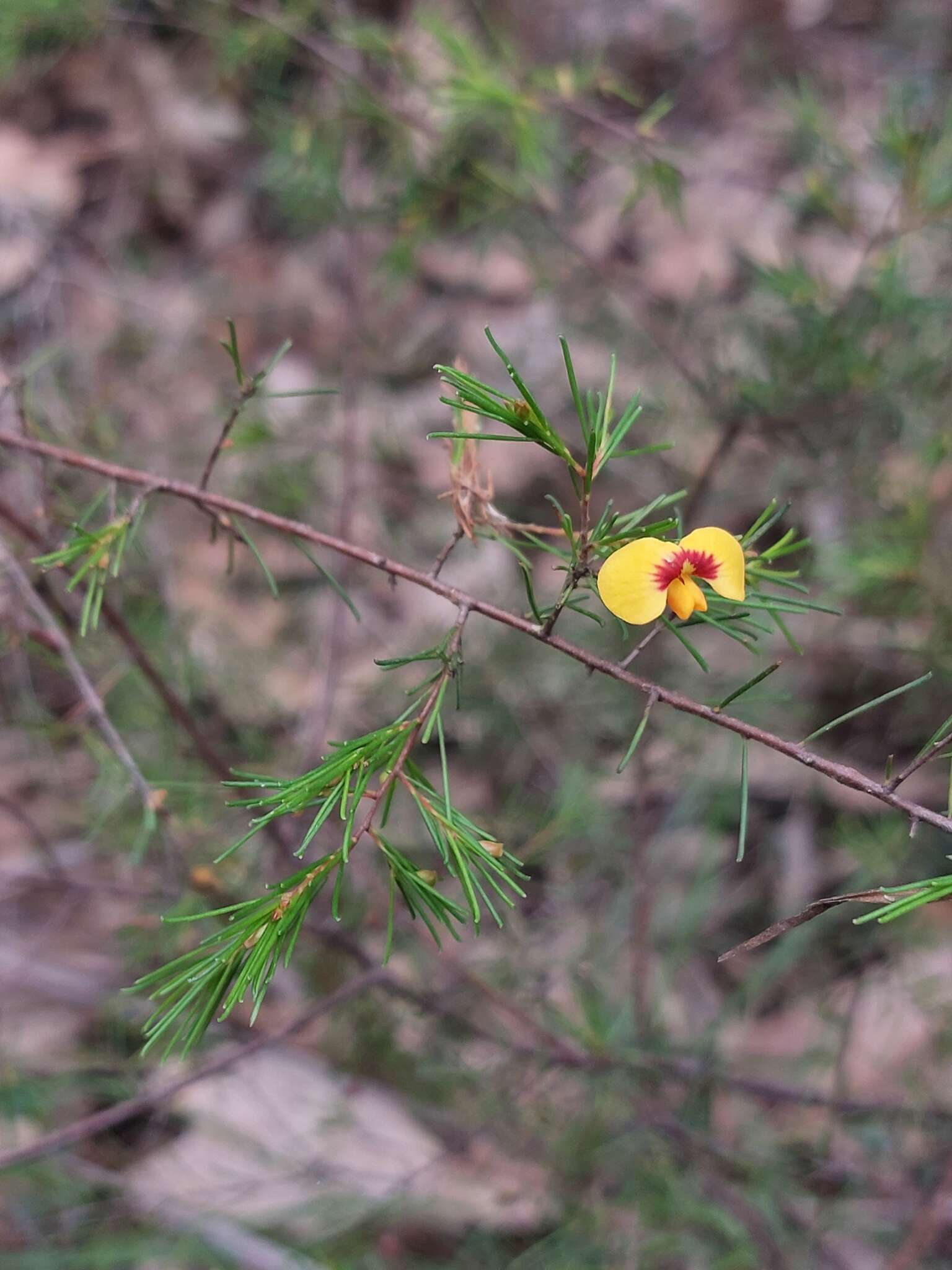 Image of Dillwynia tenuifolia DC.