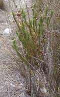 Image of Pine-leaf Lobelia