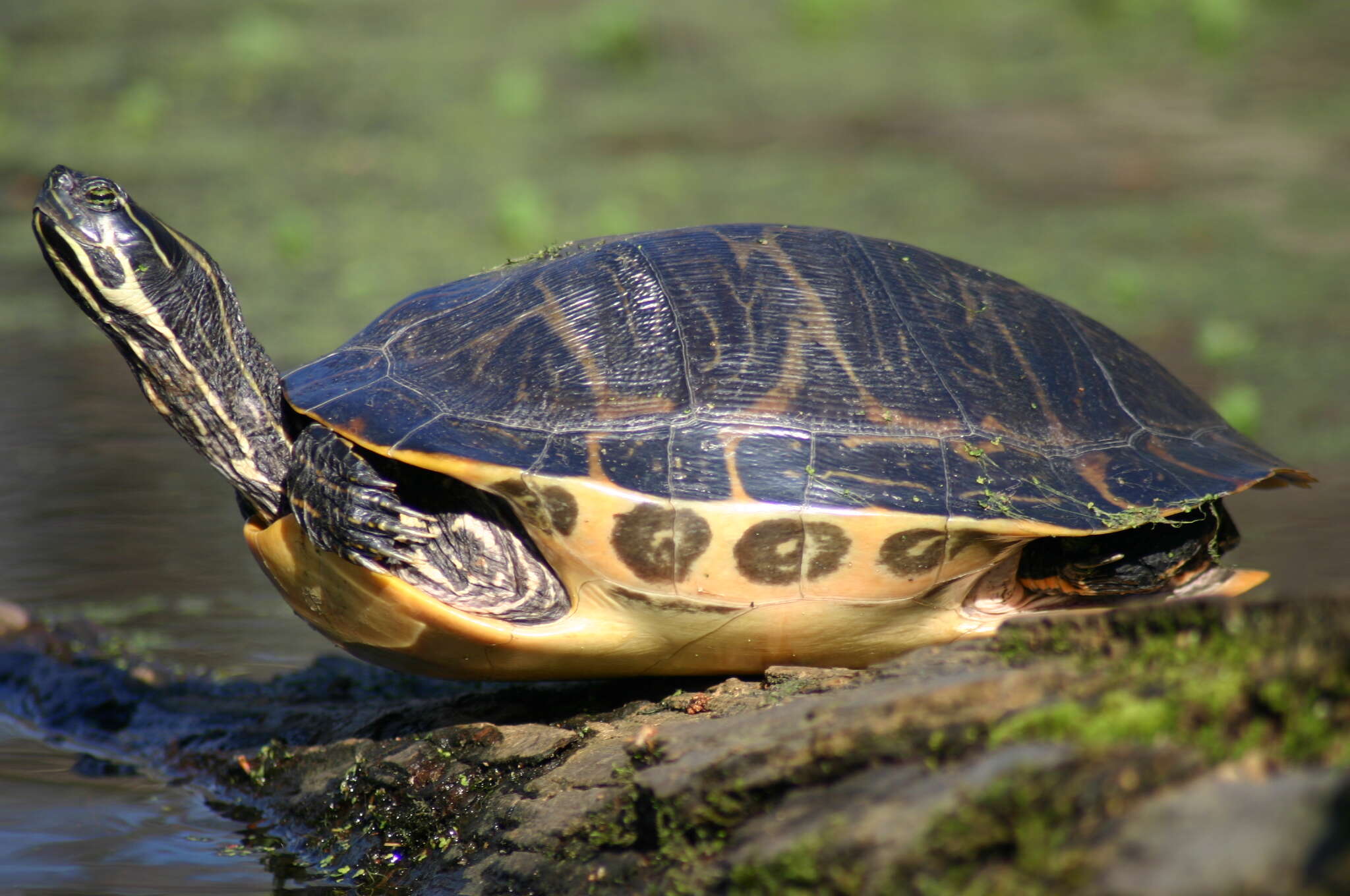 Image of Florida Cooter