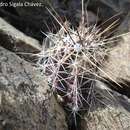 Sivun Echinocereus palmeri subsp. palmeri kuva