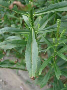 Image of obedient plant