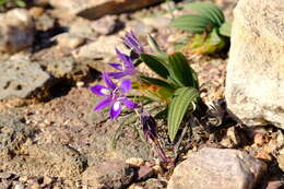 Image of Babiana curviscapa G. J. Lewis