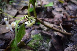Image of Begonia maynensis A. DC.