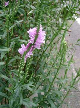 Image of obedient plant