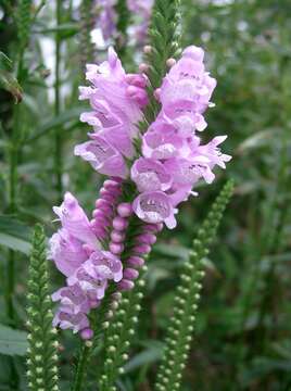 Image of obedient plant