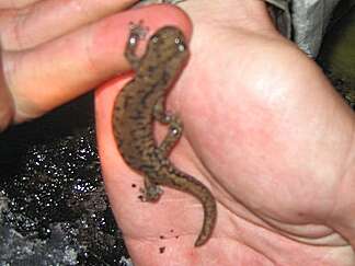 Image of Mount Lyell Salamander