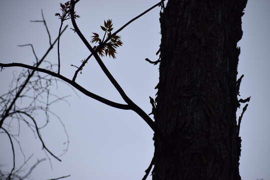 Слика од Toona sinensis (A. Juss.) M. Roem.