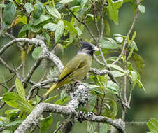 Image of Crested Finchbill