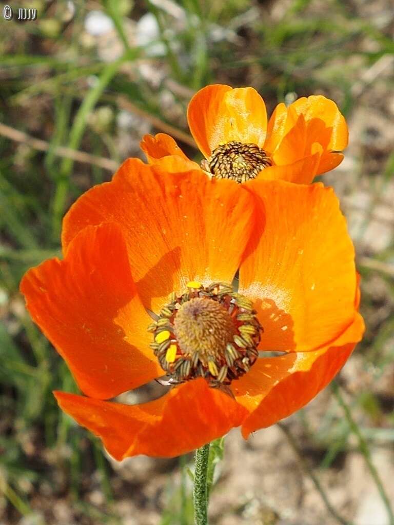 Image of Ranunculus asiaticus