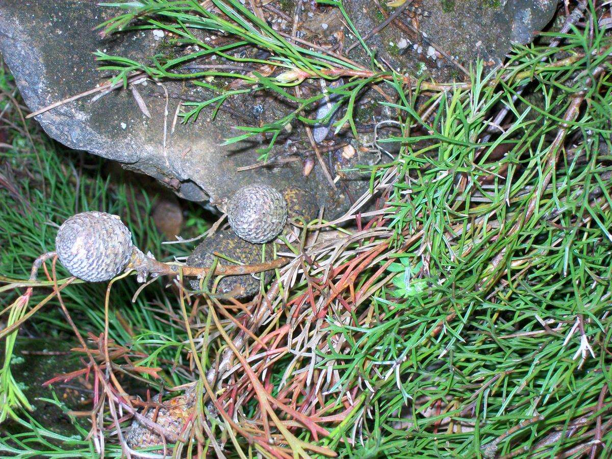 Image of Isopogon prostratus Mc Gill.