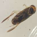 Image de Trichocorixa sexcincta (Champion 1901)