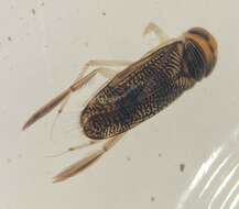 Image of Trichocorixa sexcincta (Champion 1901)