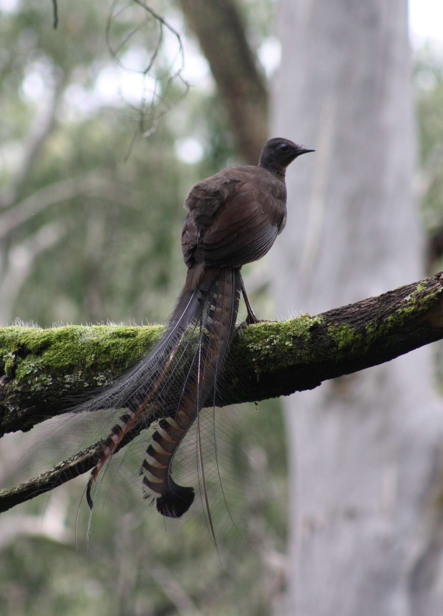 Image of lyrebirds