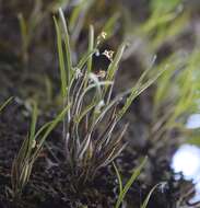 Plancia ëd Scaphyglottis crurigera (Bateman ex Lindl.) Ames & Correll