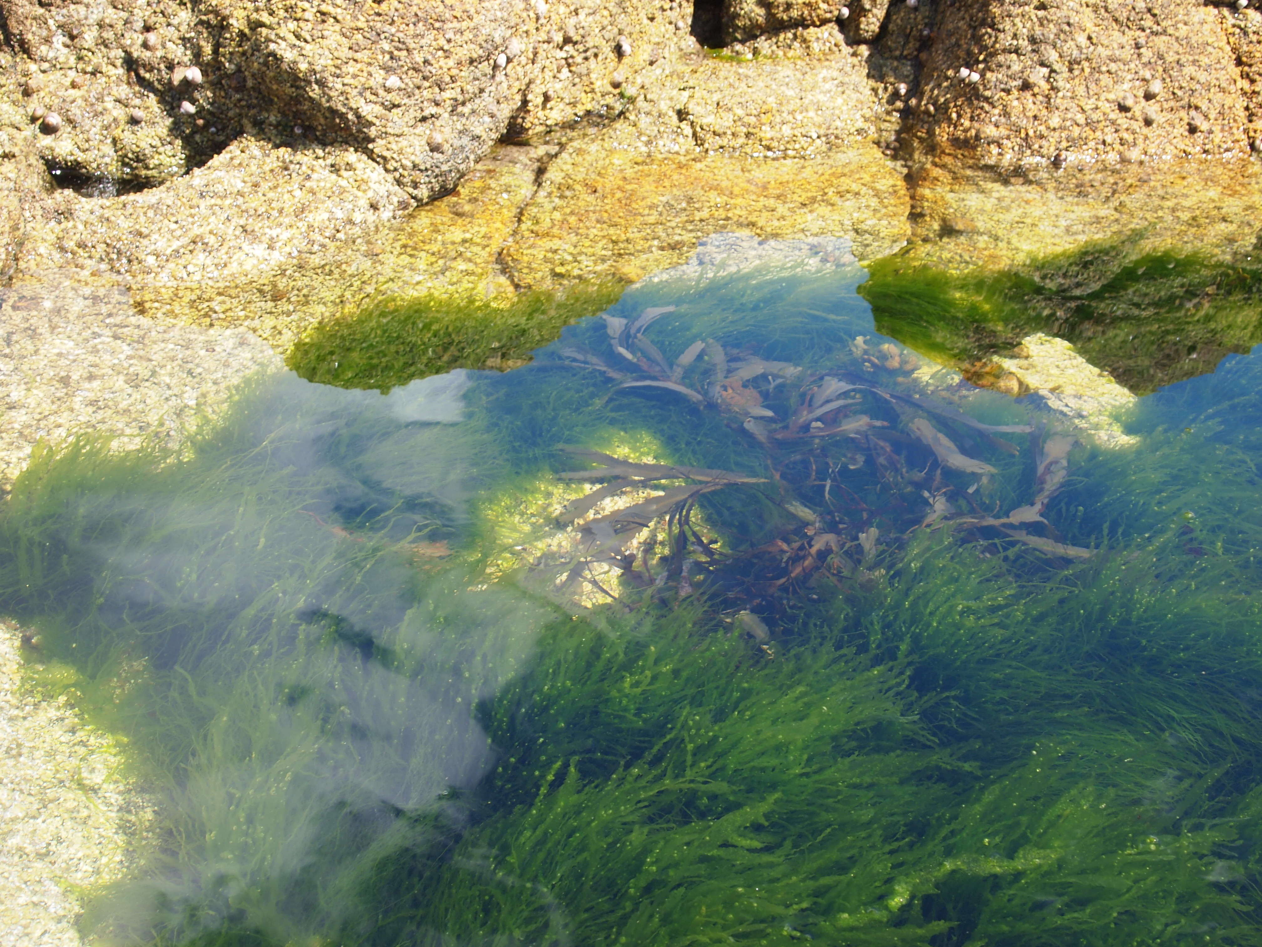 Imagem de Fucus serratus