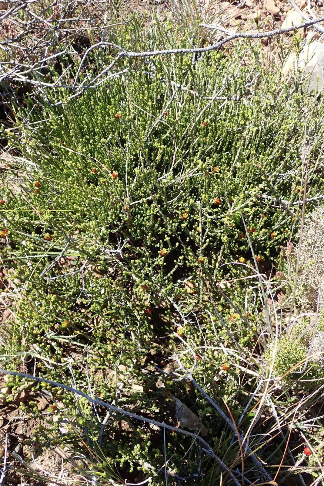 Image of Diosma prama I. Williams