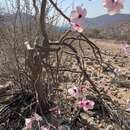 Image of Adenium obesum subsp. boehmianum (Schinz) G. D. Rowley