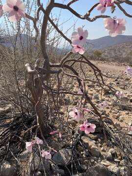 Image of Adenium obesum subsp. boehmianum (Schinz) G. D. Rowley