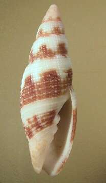 Image of Neocancilla Cernohorsky 1966