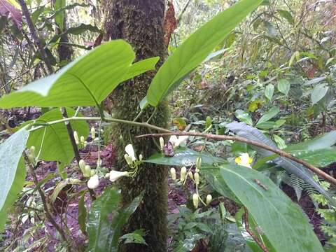 Image of Passiflora arborea Spreng.