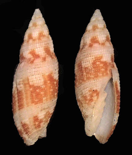 Image of Neocancilla clathrus (Gmelin 1791)
