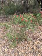 Sivun Callistemon linearifolius (Link) DC. kuva