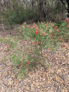 Image of Callistemon linearifolius (Link) DC.