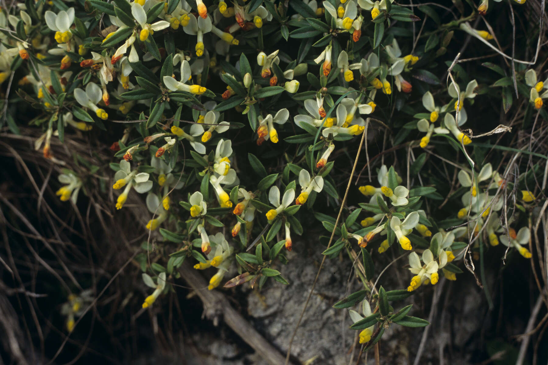 Image of shrubby milkwort