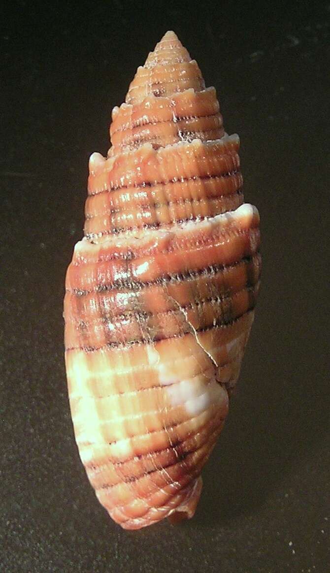 Image of Quasimitra puncticulata (Lamarck 1811)