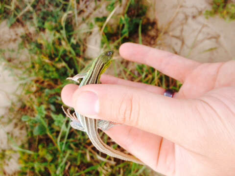 Image of Six-lined Racerunner