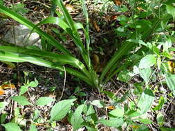 Image of Echeandia luteola Cruden