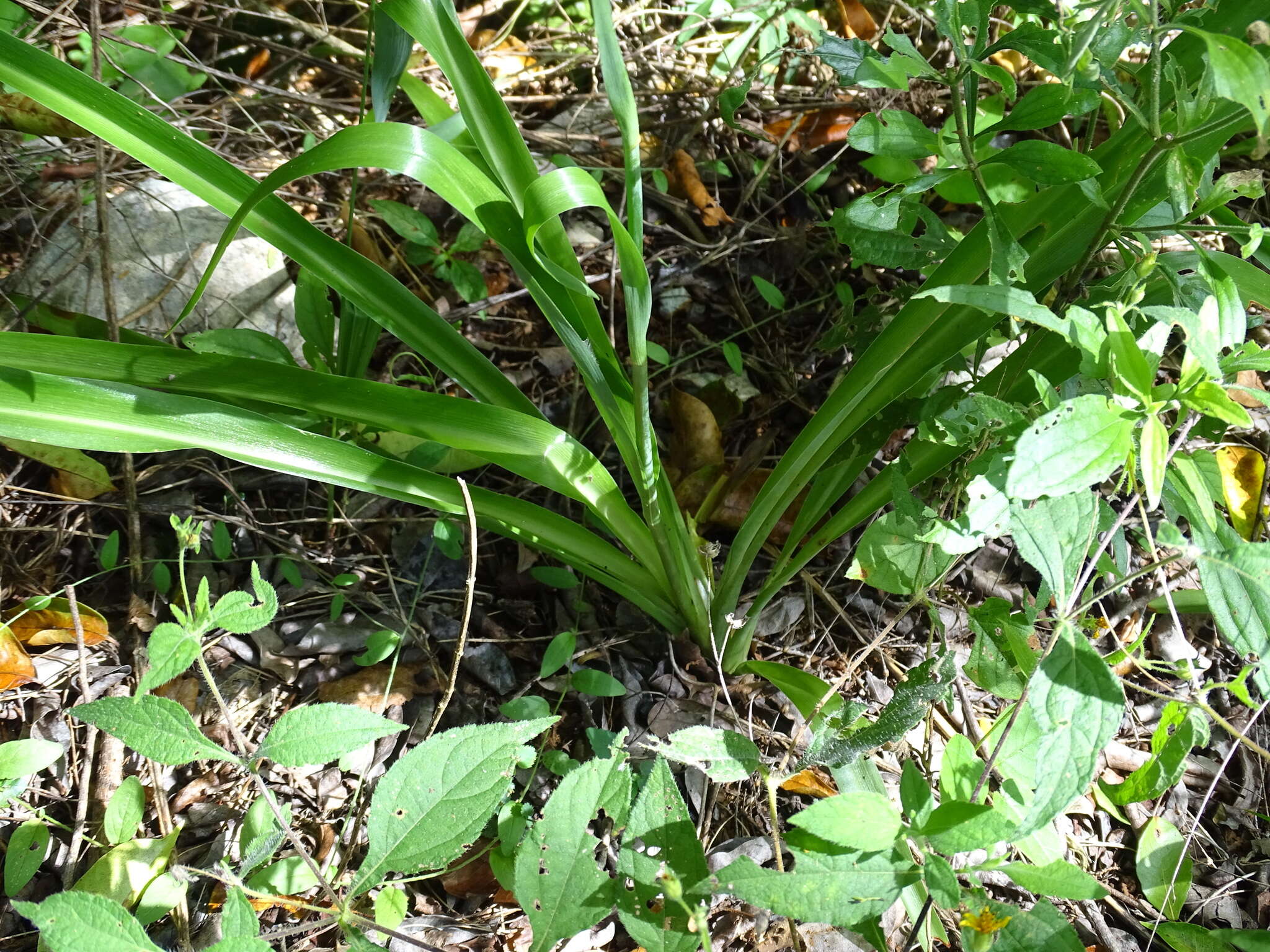 Image of Echeandia luteola Cruden