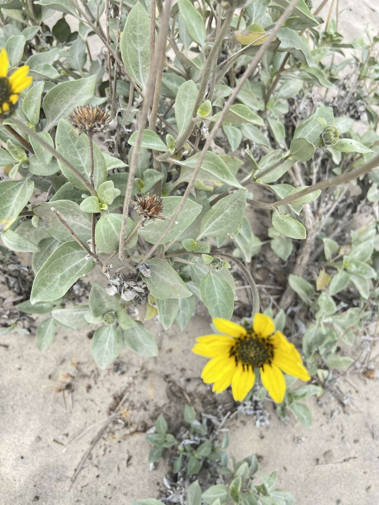 Слика од Helianthus niveus (Benth.) Brandeg.