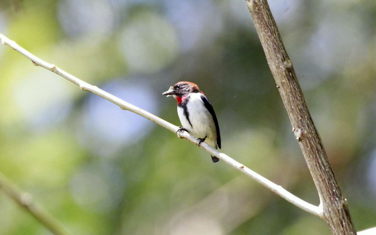 Image of Black-fronted Flowerpecker