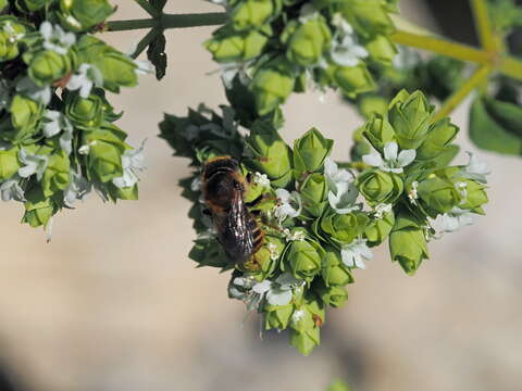 Image of Osmia aurulenta (Panzer 1799)