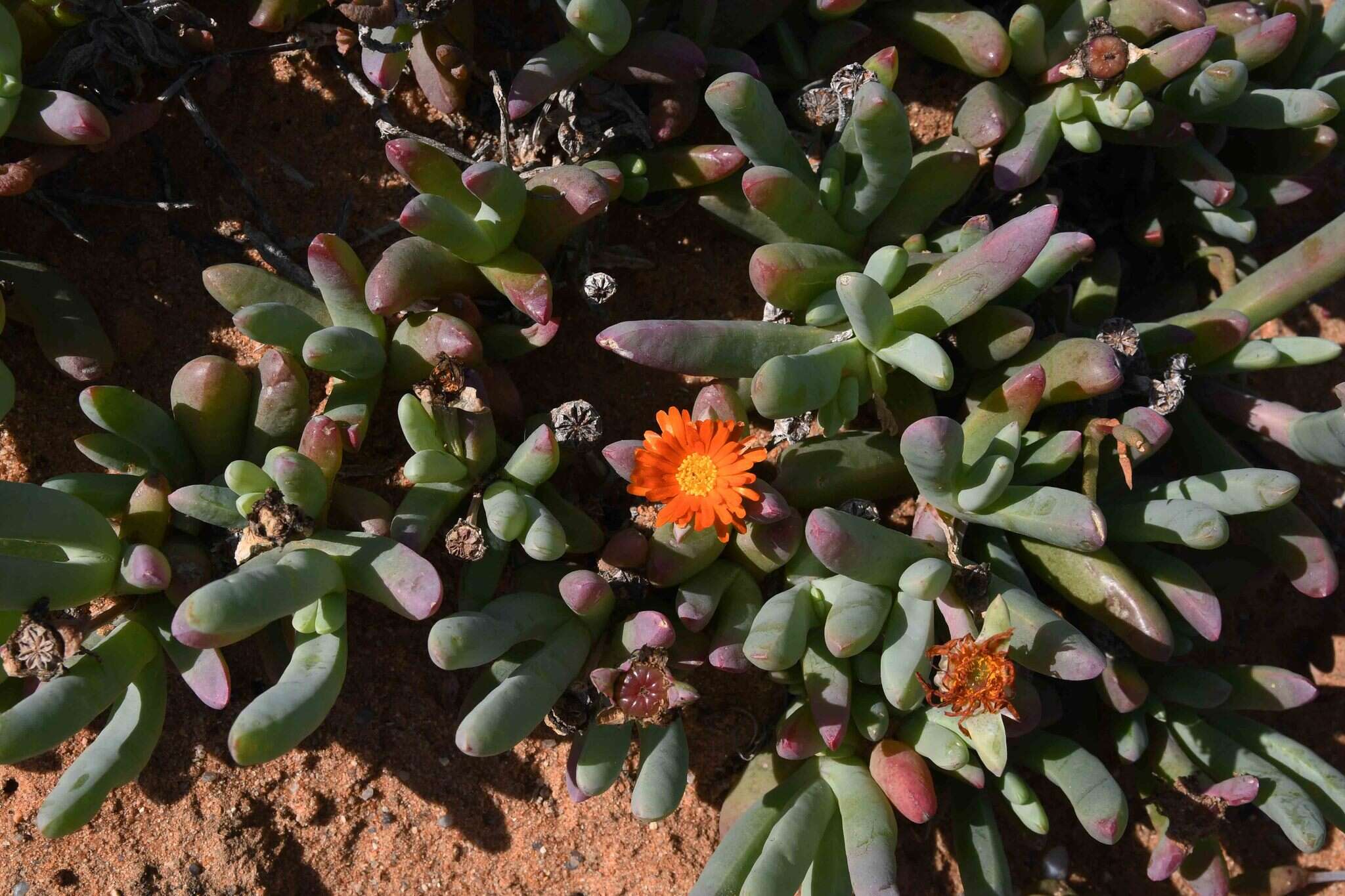 Image of Malephora purpureocrocea (Haw.) Schwant.