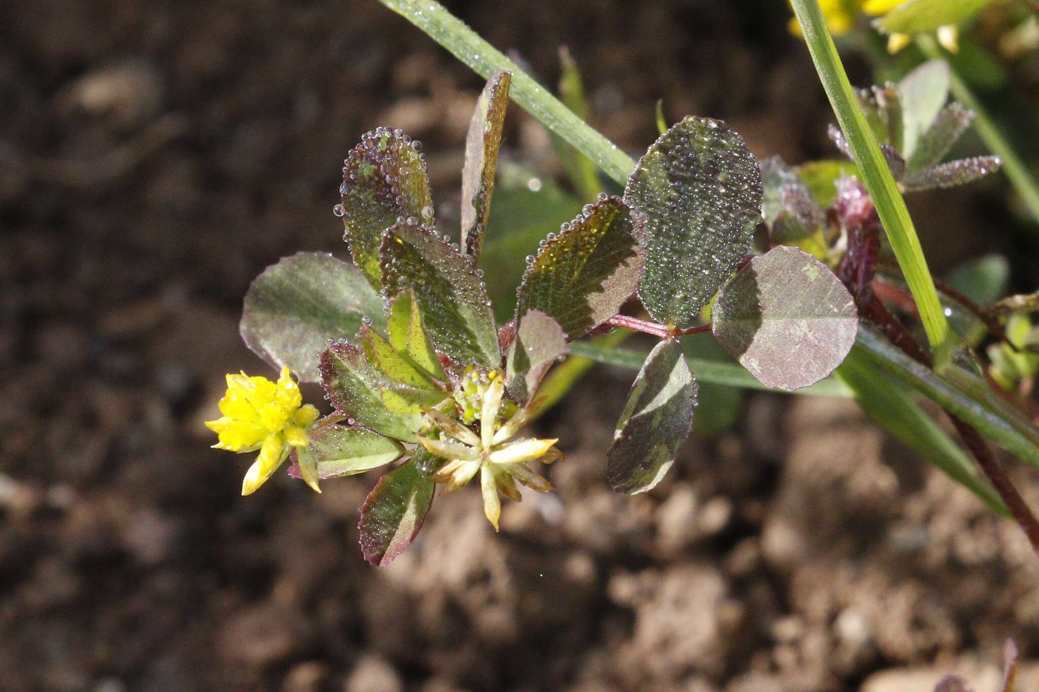 Image of Lesser Hop Trefoil