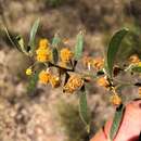 Image of Acacia ixiophylla Benth.