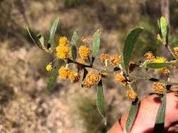 Image of Acacia ixiophylla Benth.