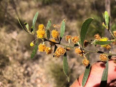 Imagem de Acacia ixiophylla Benth.