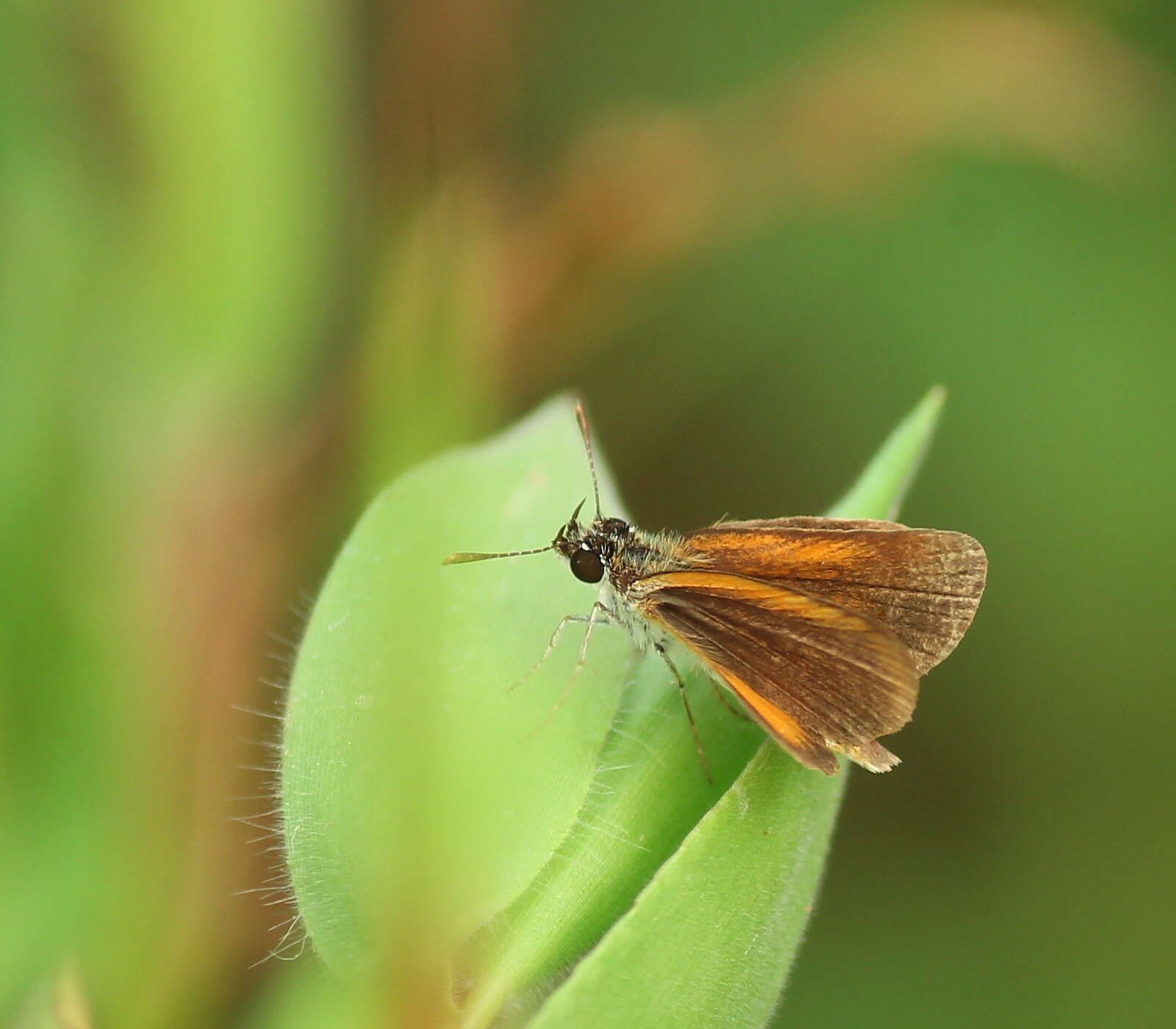 Image of Least Skipper