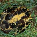 Image of Annam leaf turtle