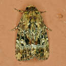 Image of Exesa Midget Moth