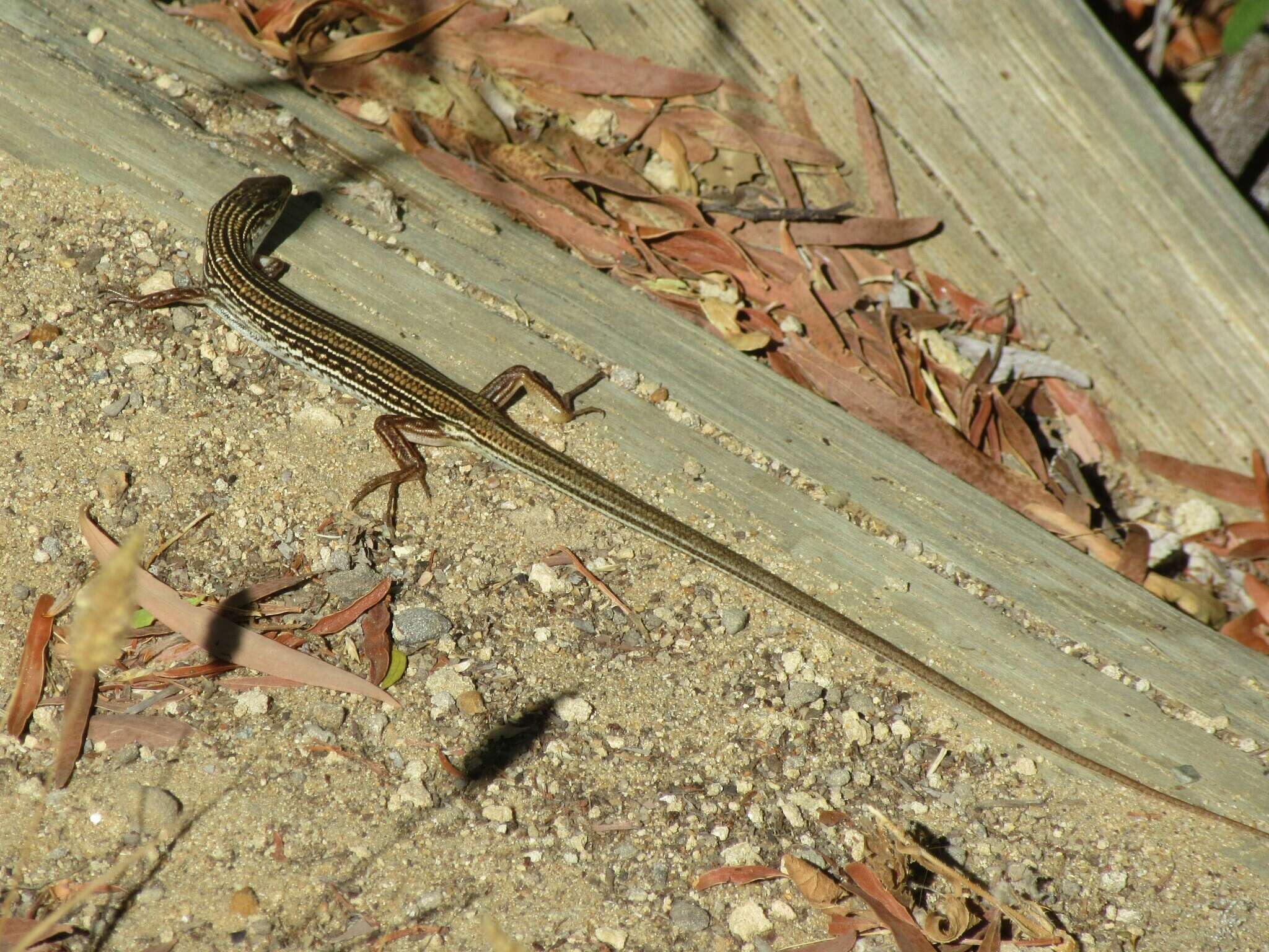 Слика од Ctenotus australis (Gray 1838)