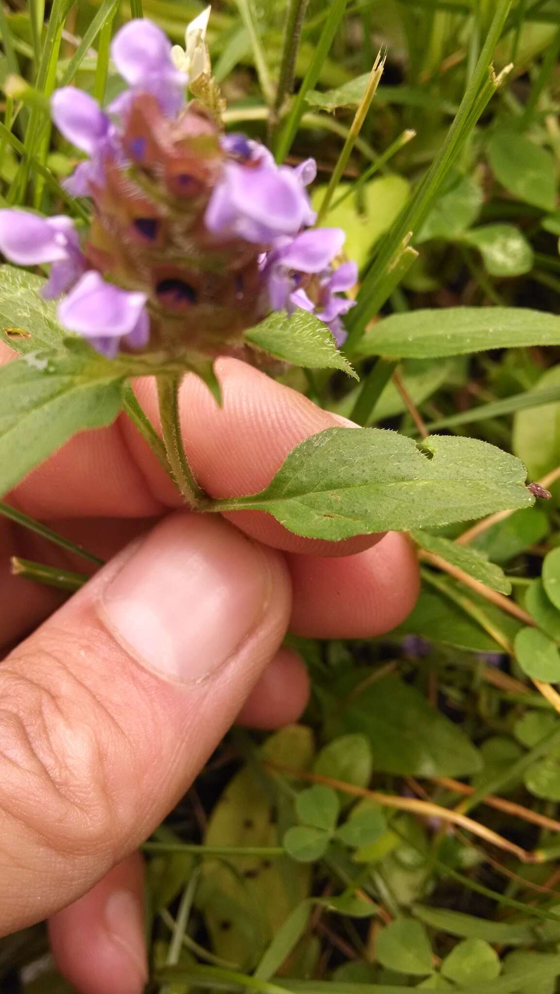 Prunella vulgaris subsp. vulgaris resmi