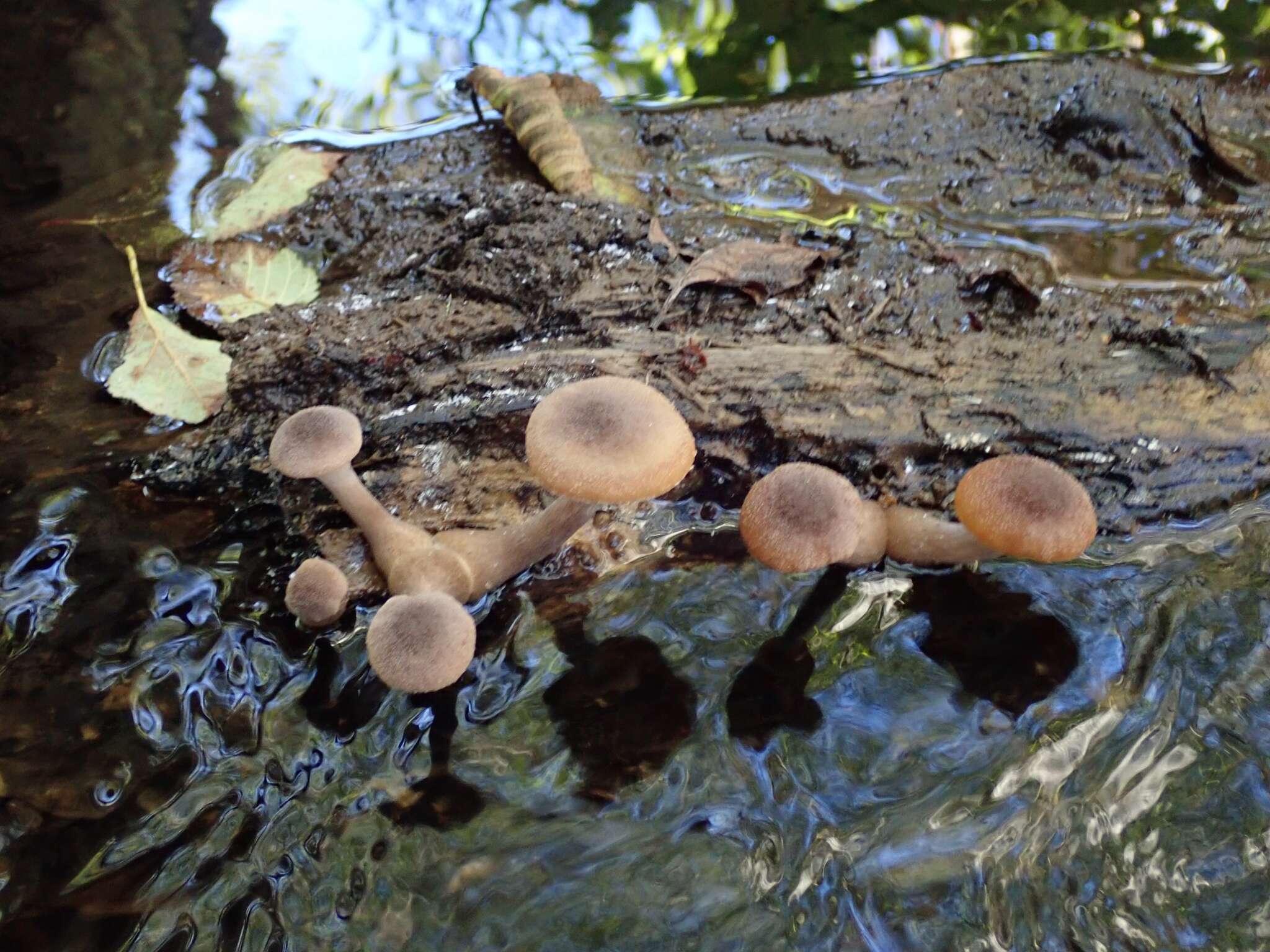 Image of Armillaria nabsnona T. J. Volk & Burds. 1996